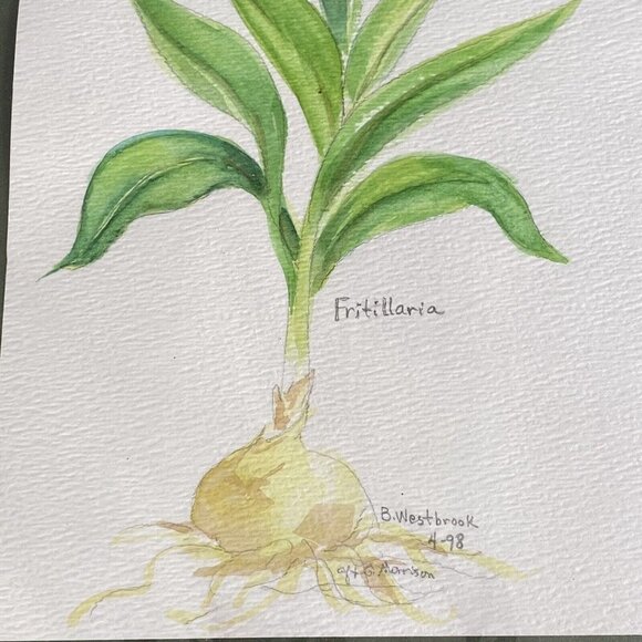 Original Watercolor Painting Fritillaria Botanical Flower Signed B Westbrook 90s - Picture 3 of 11